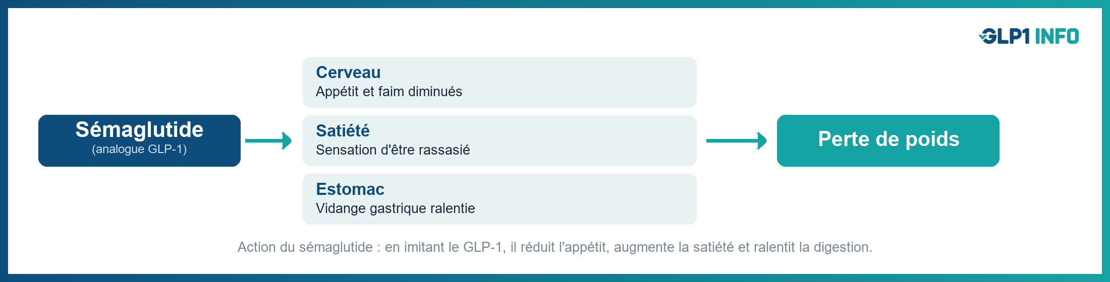 Mécanisme d'action du sémaglutide (GLP-1) : appétit, satiété, vidange gastrique